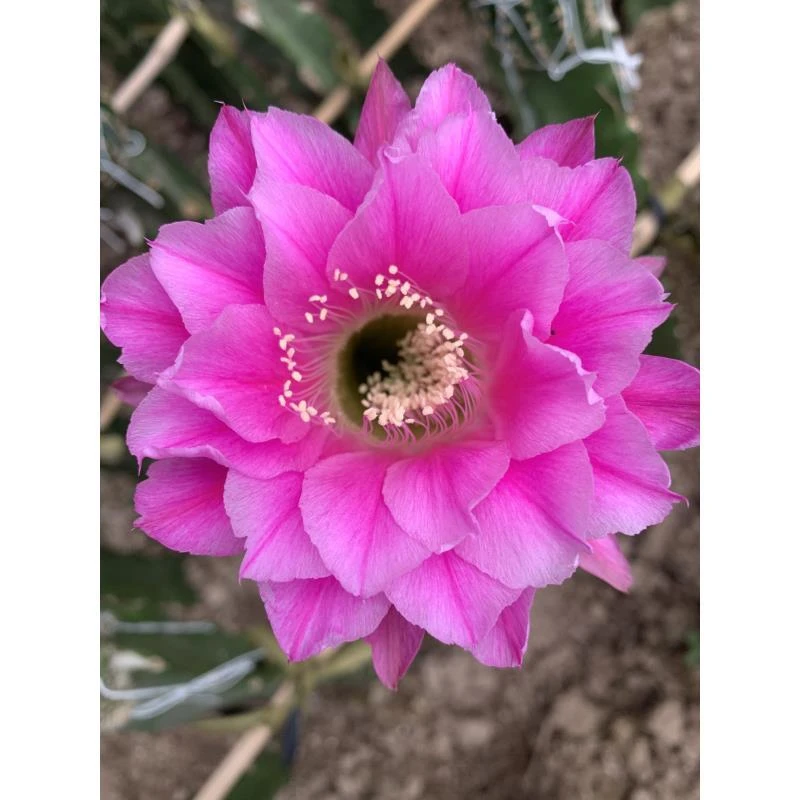 自根球嫣然彩草,尺寸以直播间为准,环境不同开花不同,介意勿拍