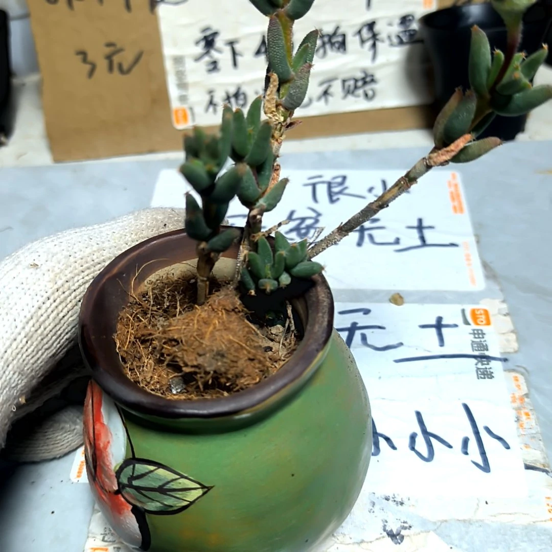 满6元包邮，玉米枝干老庄