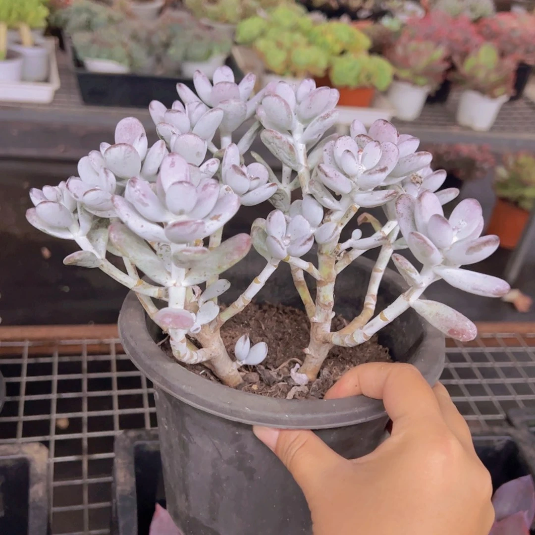 乒乓福娘大盆整装