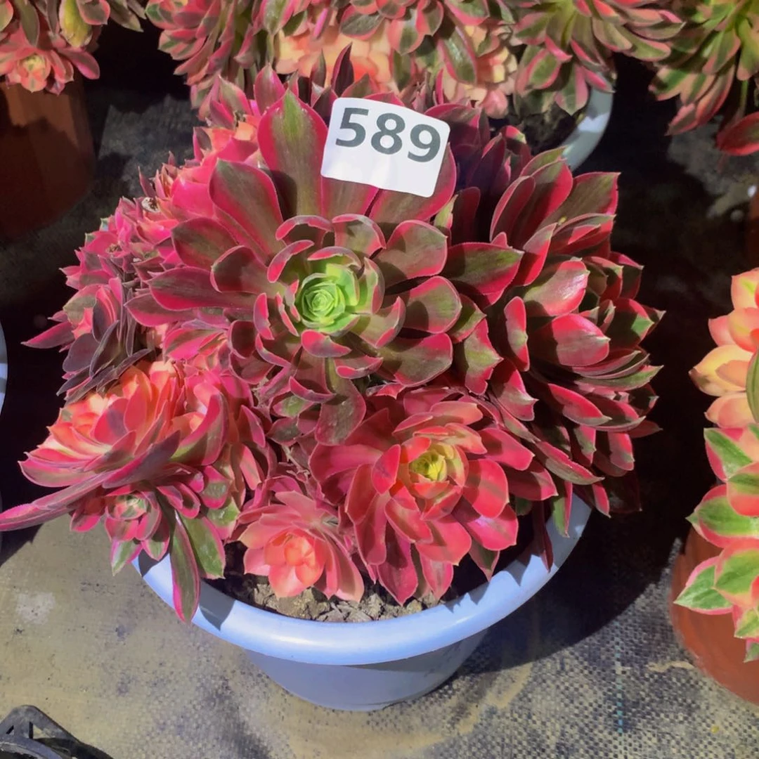 【闪购商品】四****司粉女巫58900000000000