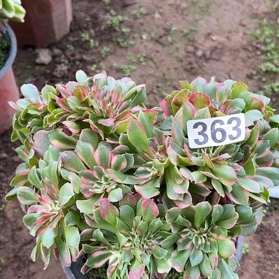 合***欢多肉植物一个香非363