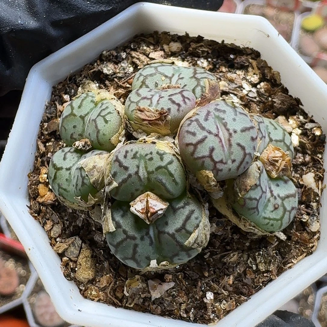 生石花1211111。   222