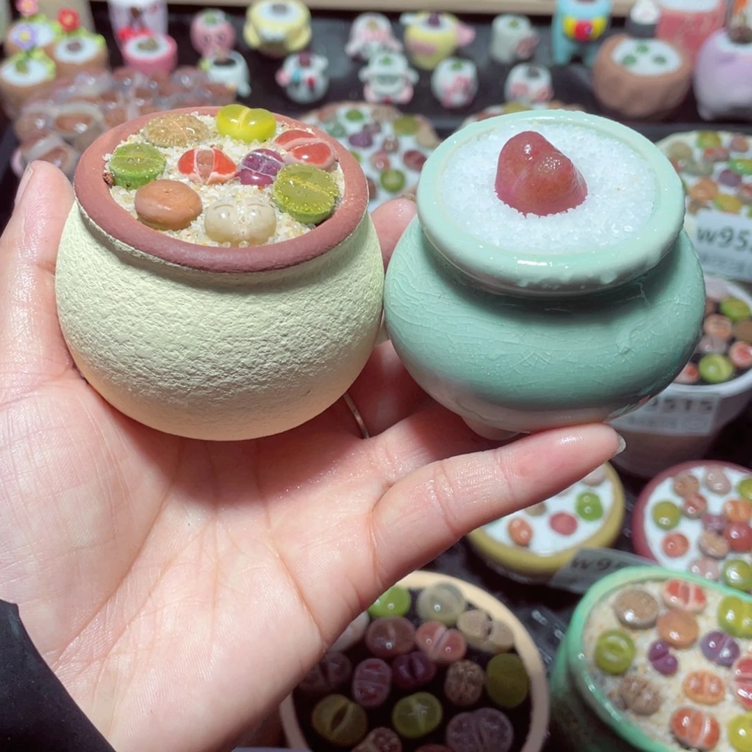 w9521 带盆土发货-零下地区拍保温箱