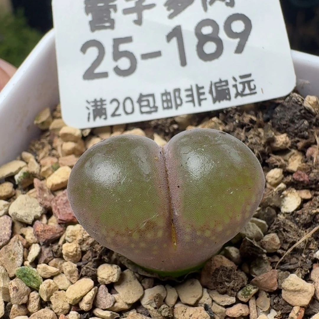 产地c10带盆土。