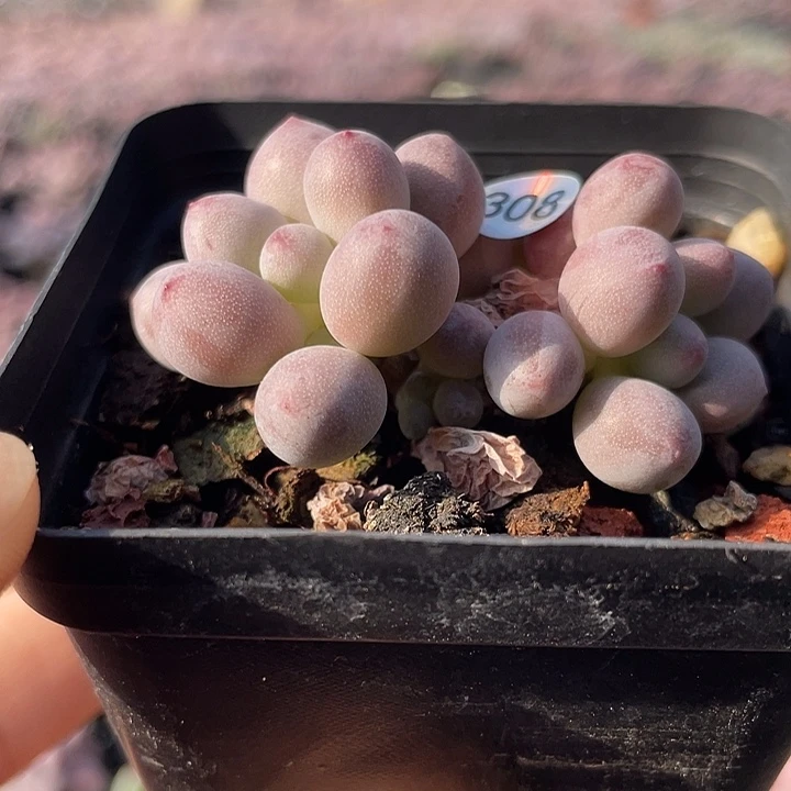 仙子奶酪多肉植物