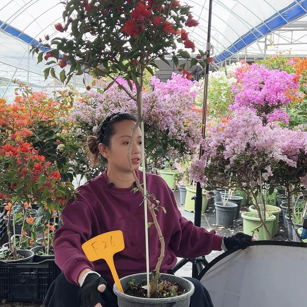 金****大部分花苞少量开放F26红桑巴