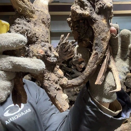 香榧木落**悔火琉璃的毛料摆件