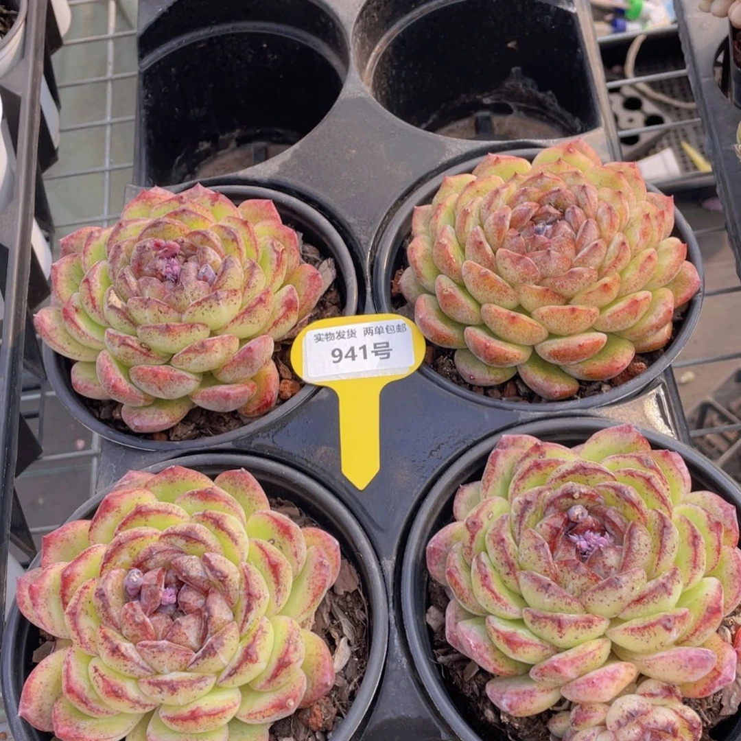 941号 开播福利大母本黄水晶一个