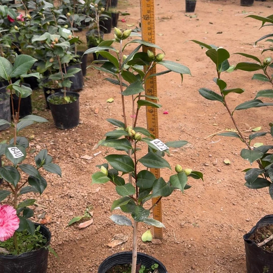 少量花朵（建议范围：2朵-5朵 或40%以下）422白瑞琪