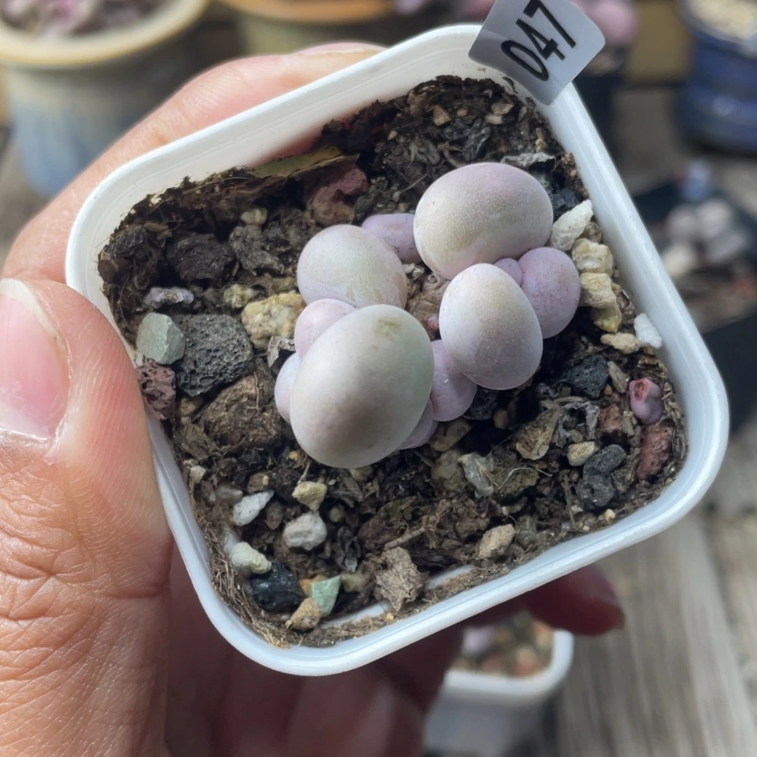 奶酪杂交多肉植物