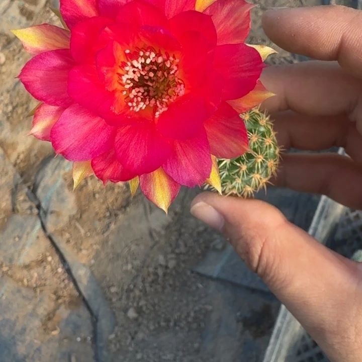209丽花112歪3公分左右无根侧牙，20包邮