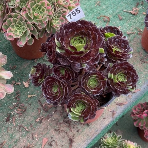 明***好755花花公子手捧多肉