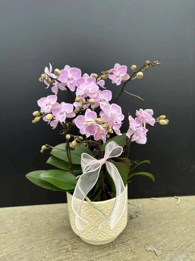 【樱花大舌头】2.8寸杯小花型高端花卉