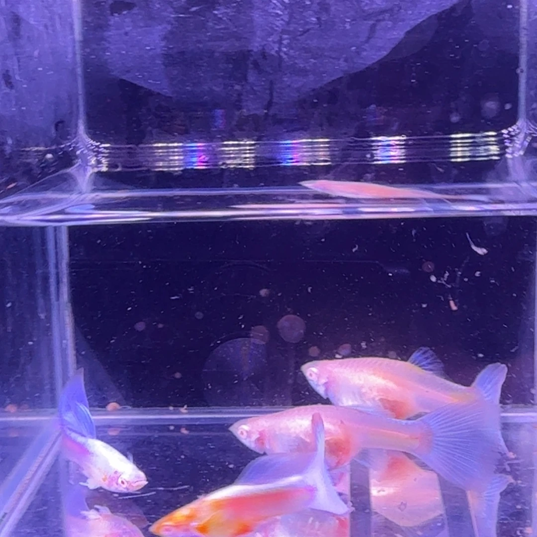 孔雀鱼蓝白噢意2对