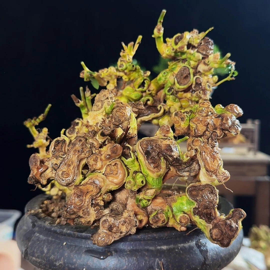 晓***叔海岛栀子花香味清新自然