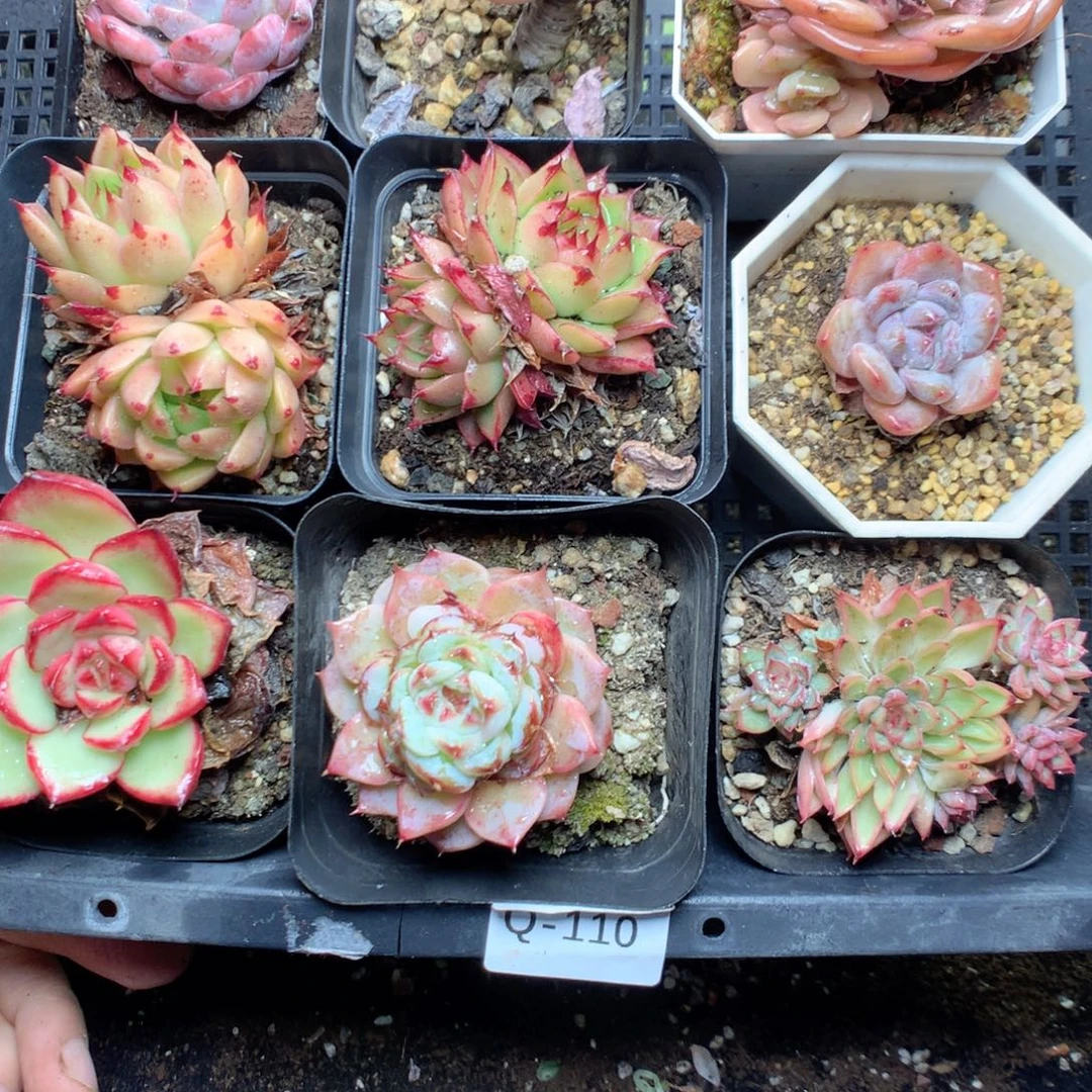 无花朵Q110yyyyyyyyy