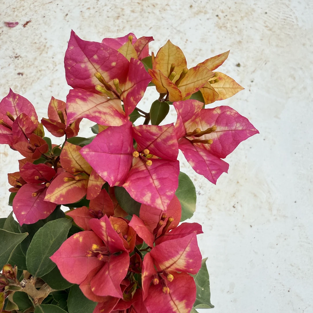 《莫吉托》三角梅壮苗好养易开花适合庭院阳台花卉盆栽