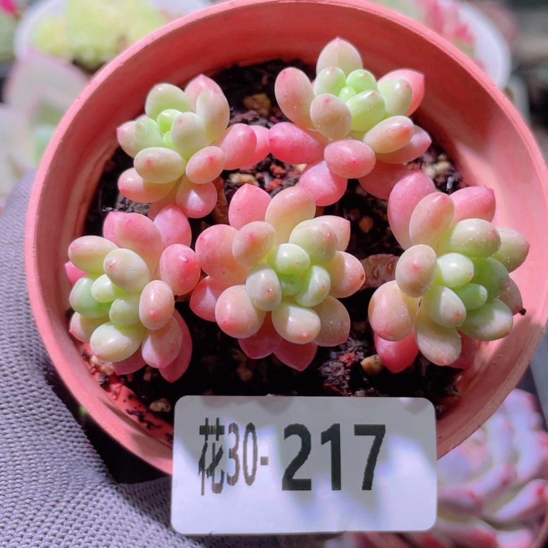 花利美30-217洛可可