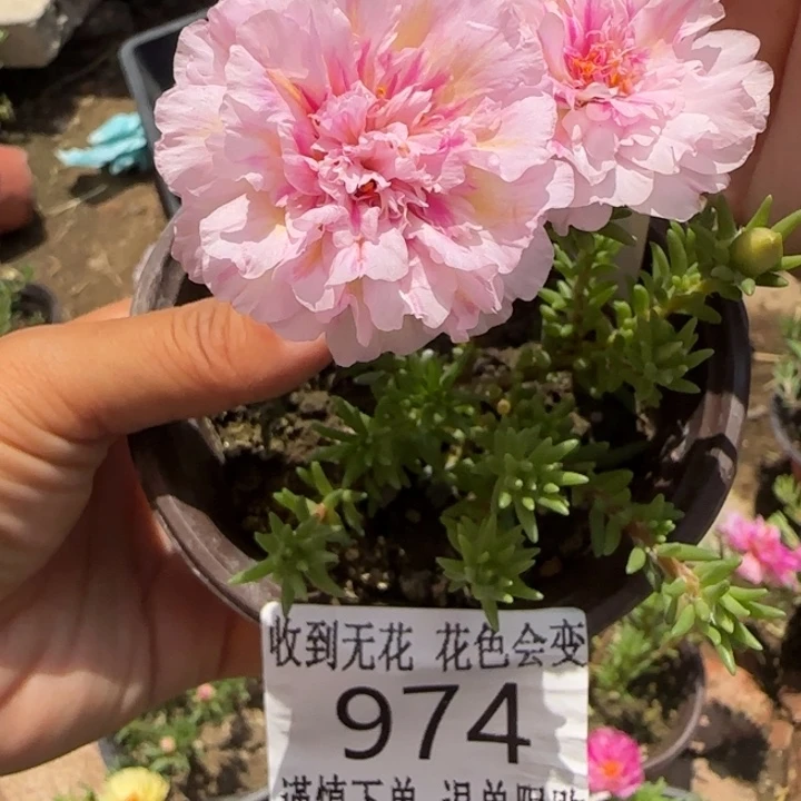 无花朵974超小苗盆口10cm