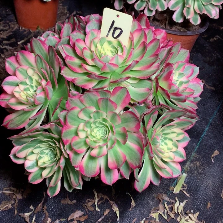 10海王多肉一物一拍～