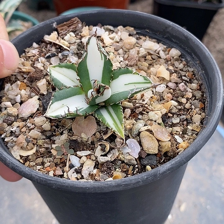 宝珠瓷白中斑一个