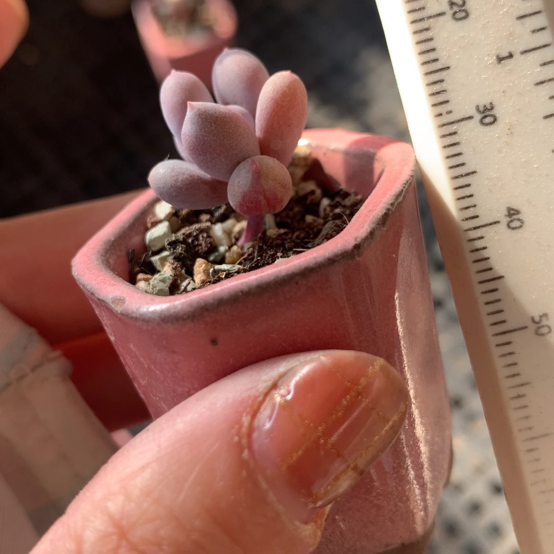 锦纹，彩虹奶酪多肉28包邮