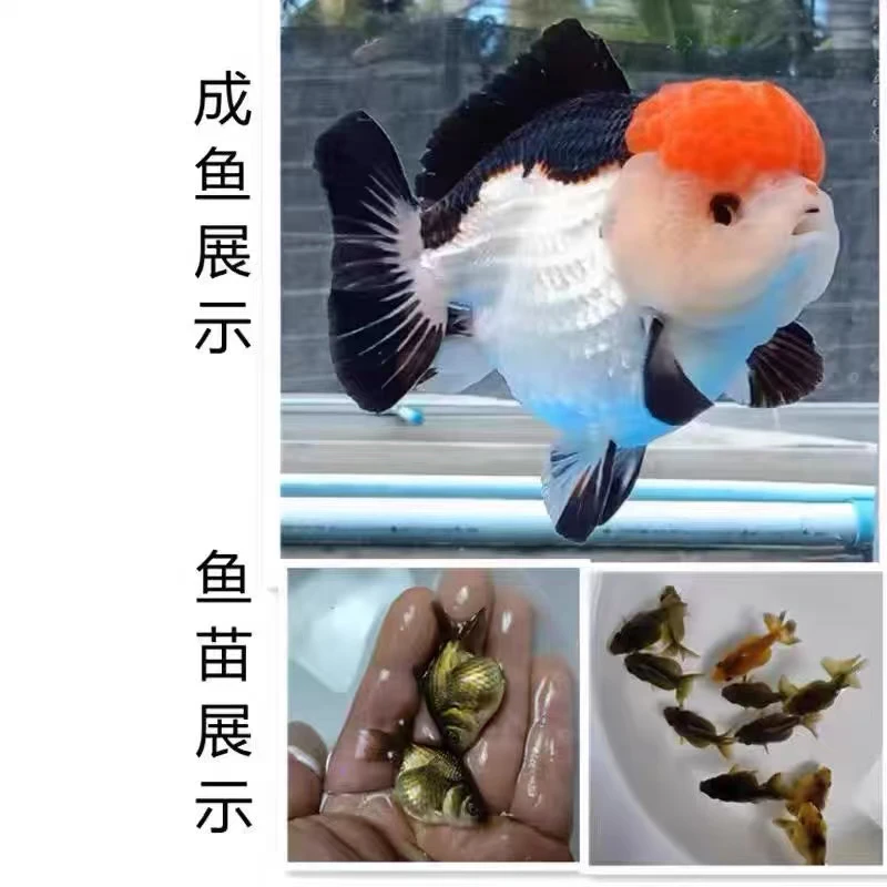 精品源泰F1发色黑白熊猫玛丽苗冷水淡水广温观赏鱼苗泰狮将军