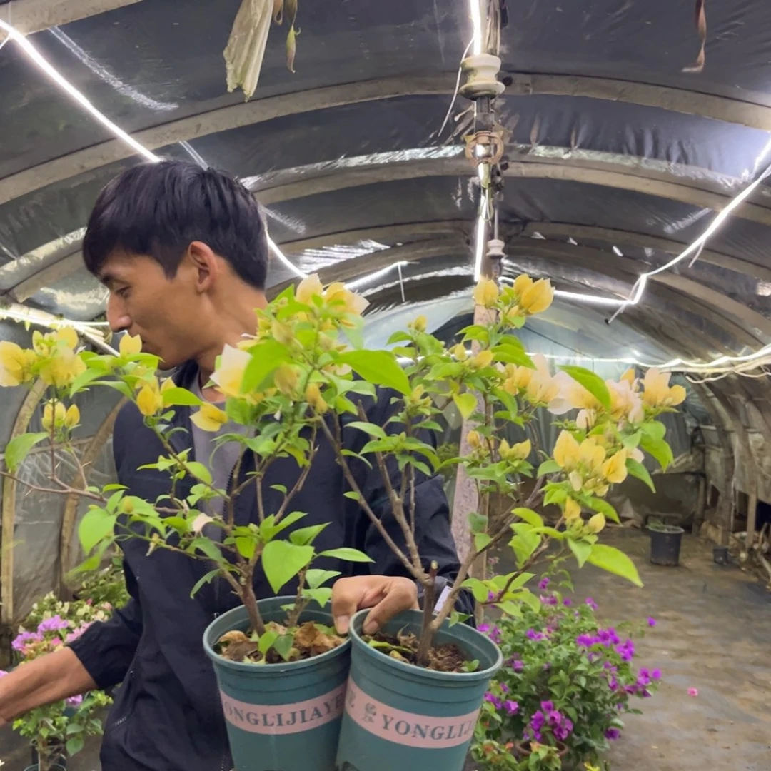 完全开放（苏瓦娜）三角梅会落花落叶会光杆苗有大有小