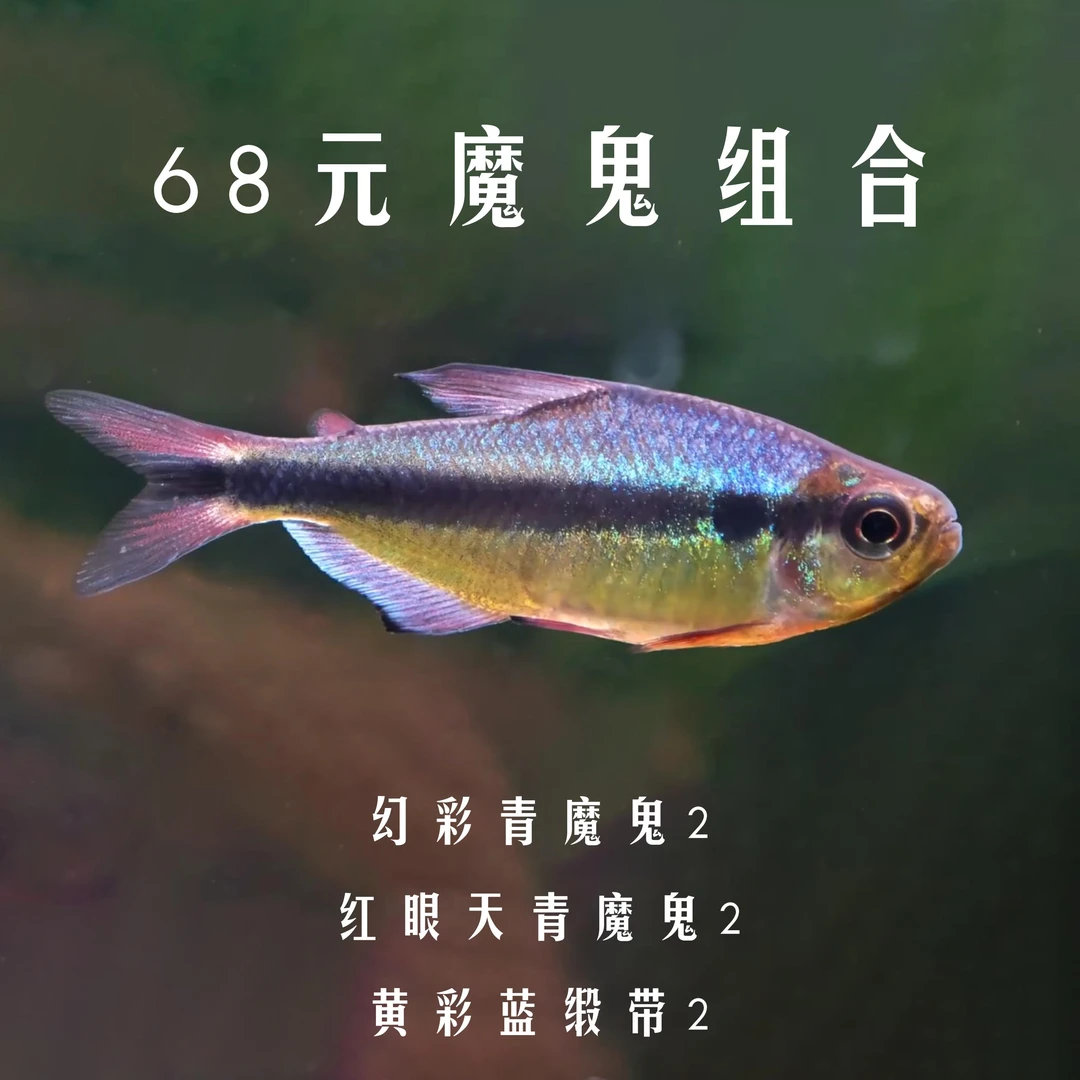 魔鬼组合明知山有虎观赏鱼