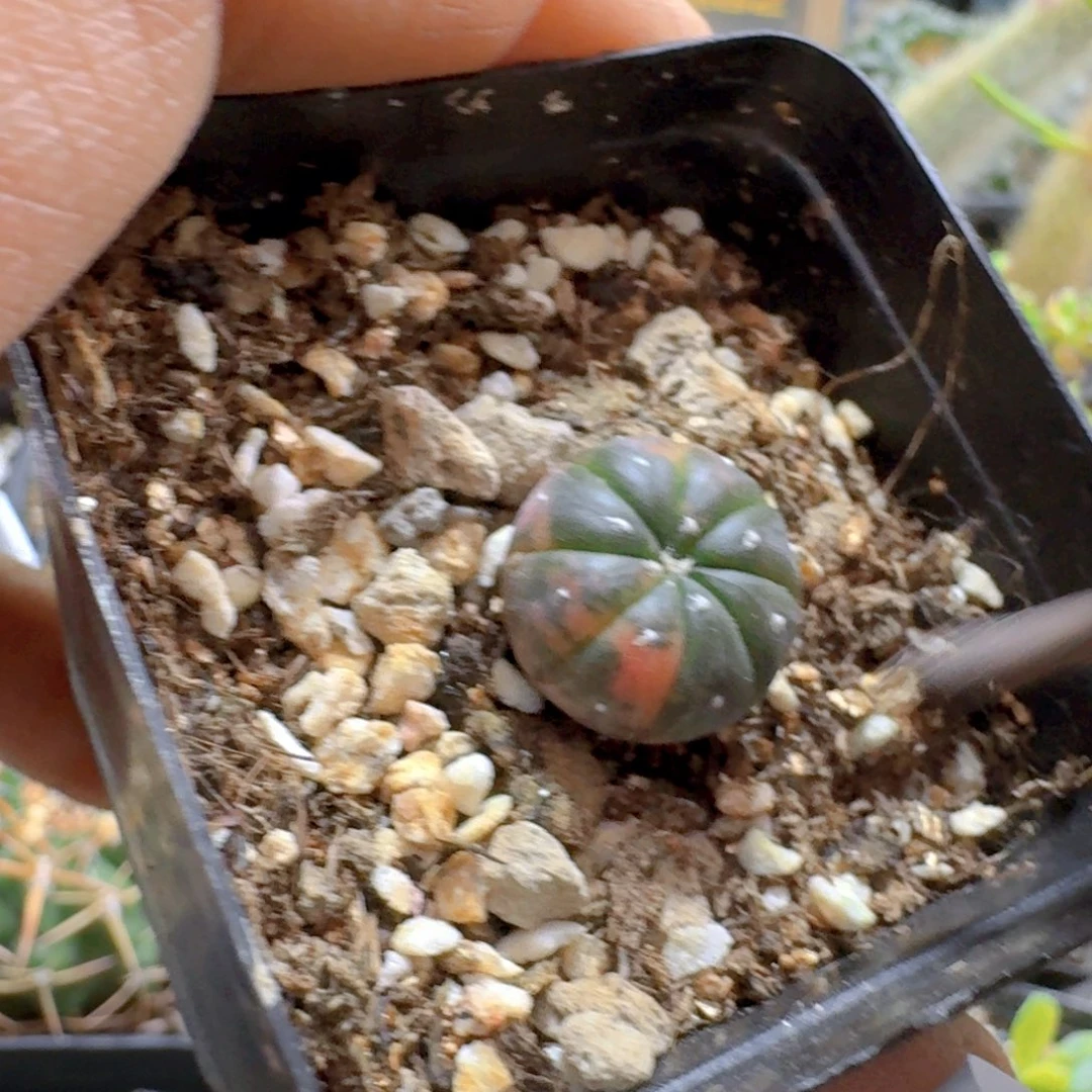 627兜锦脱土发货