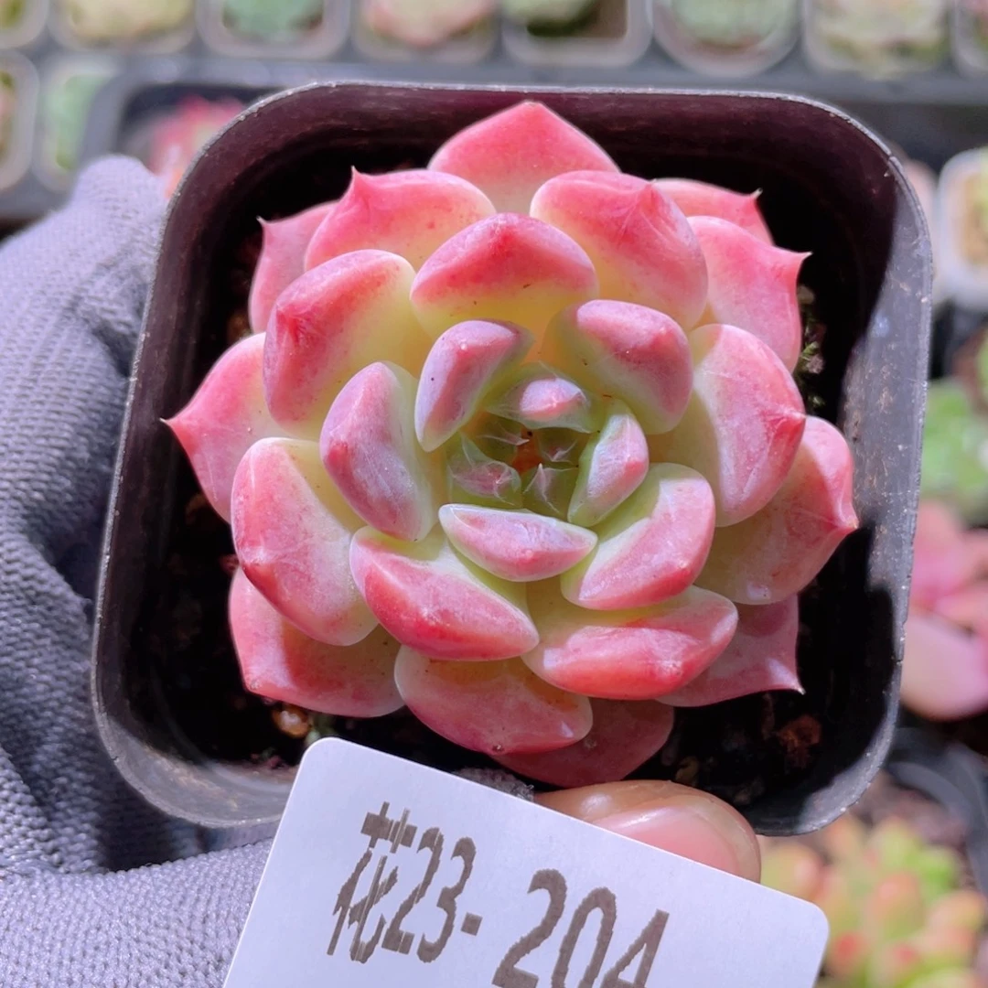 花利美23-204秘境冰魄