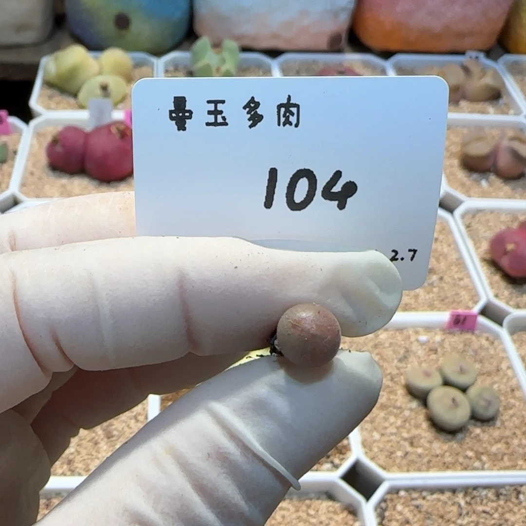 6****?多肉多肉多肉2.7-104