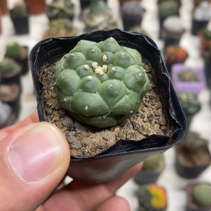 实生龟甲兜特价福利