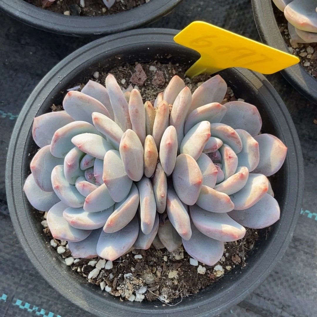 6097星影多肉植物保护