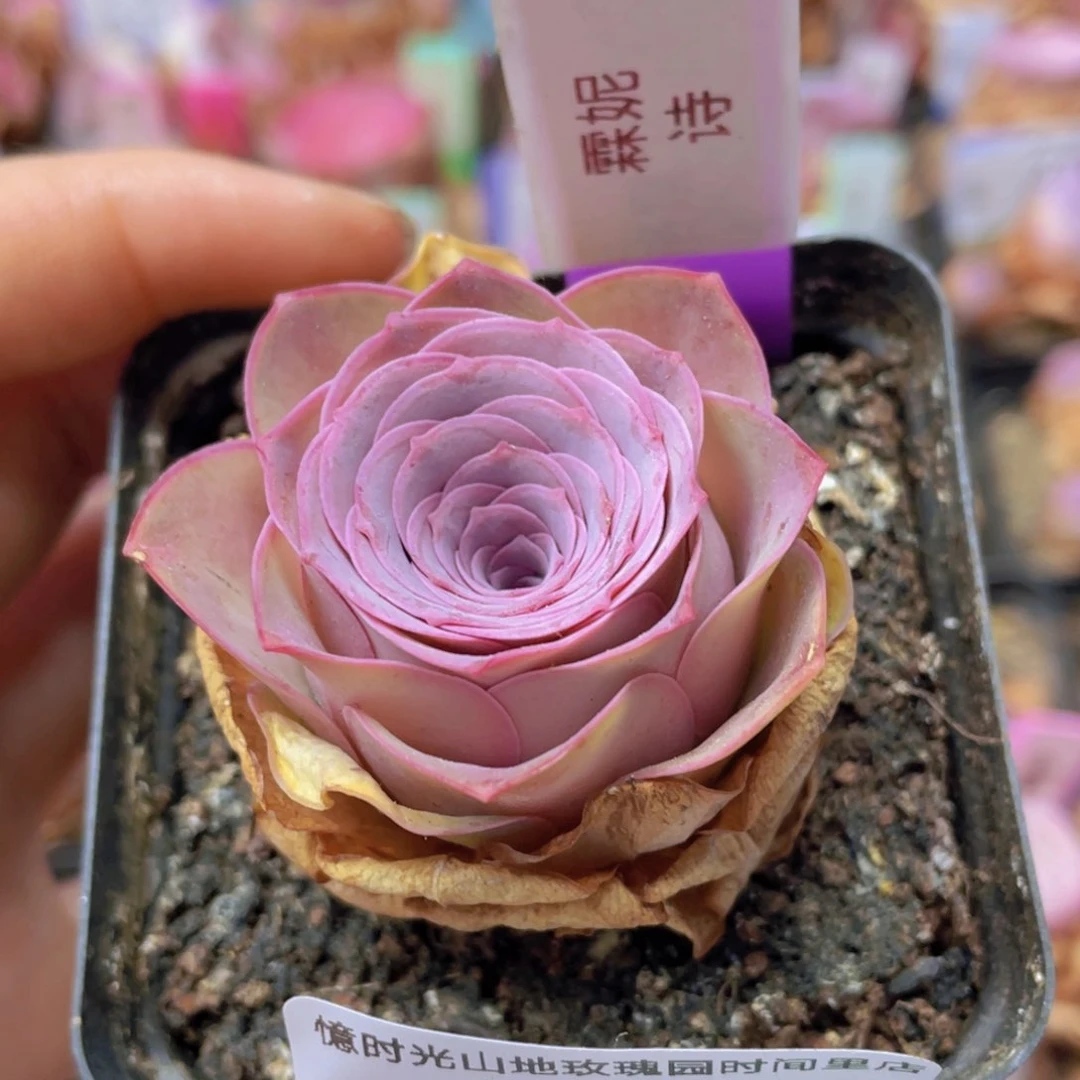 山地玫瑰霖妮诗J613