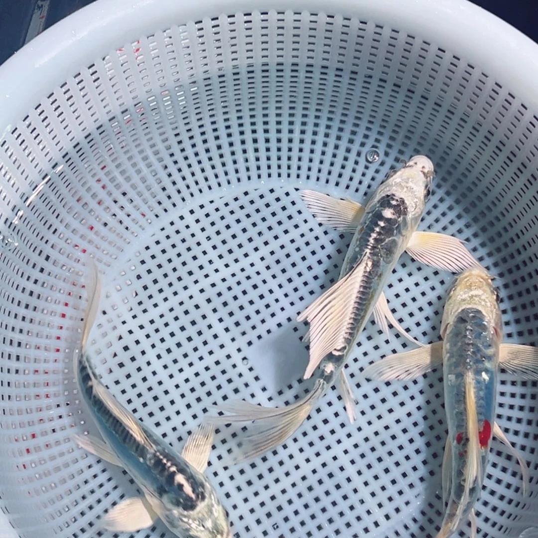 锦鲤锦鲤观赏鱼1111