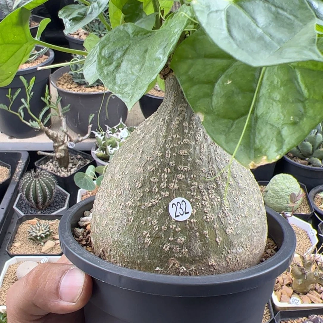 睡布袋8.5一物一拍