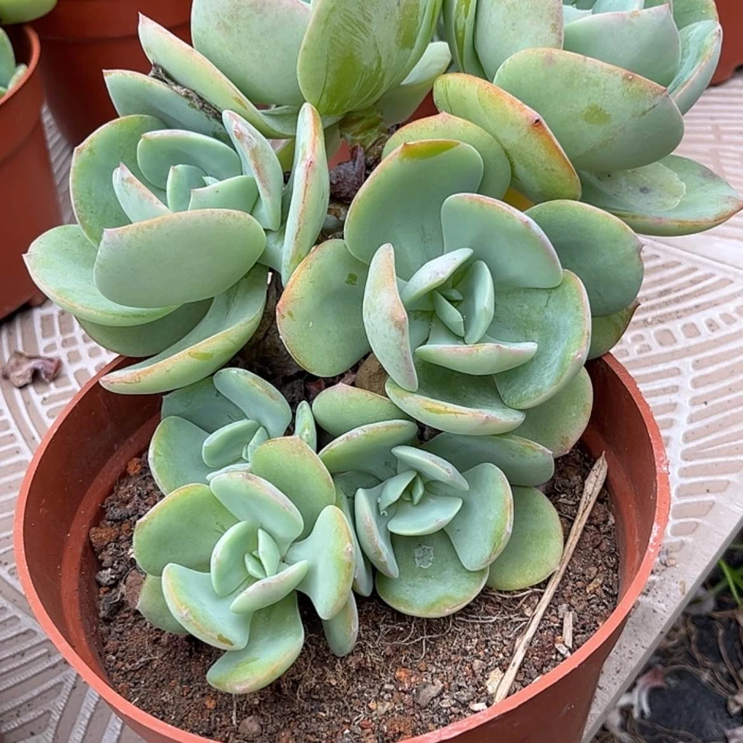 【闪购商品】无花朵兴*