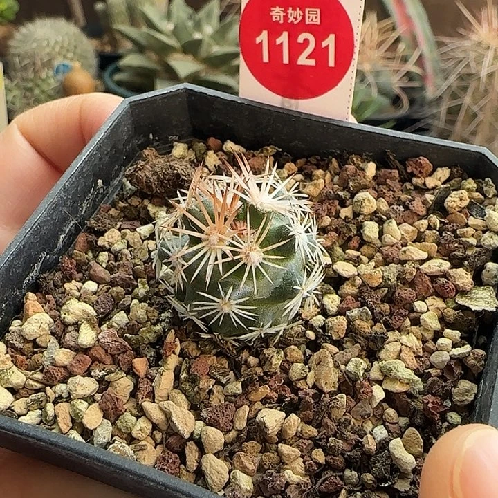 实生雪花丸2.2cm一棵