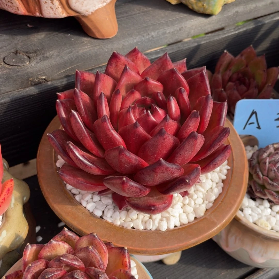 多肉植物盆栽多肉植物