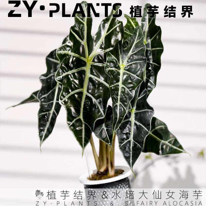 「植芋结界」水培大仙女海芋INS风室内观叶办公室净化空气好养绿植