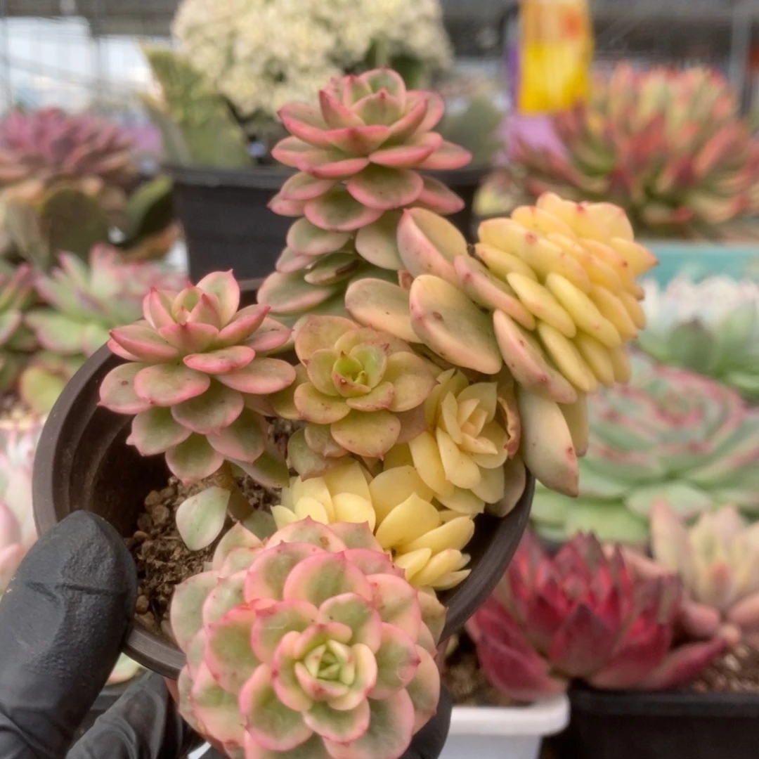 206蜡牡丹锦锦锦锦锦锦