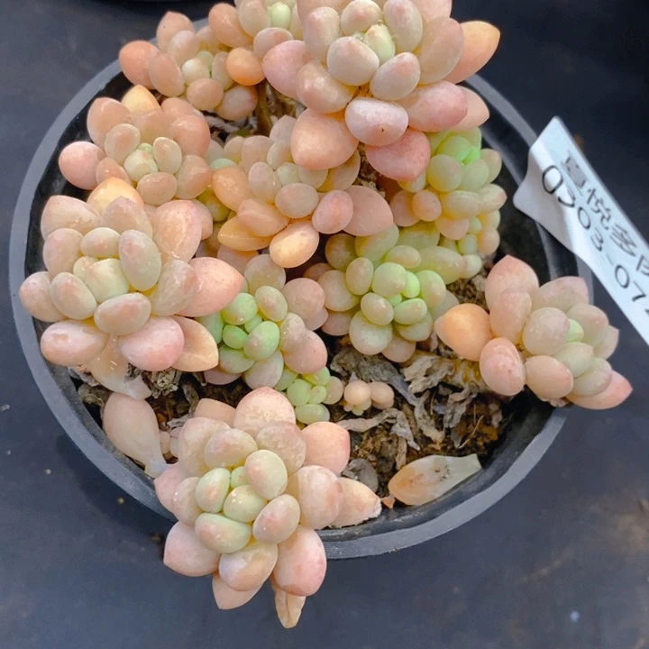 夏悦多肉0303-74鱼子酱