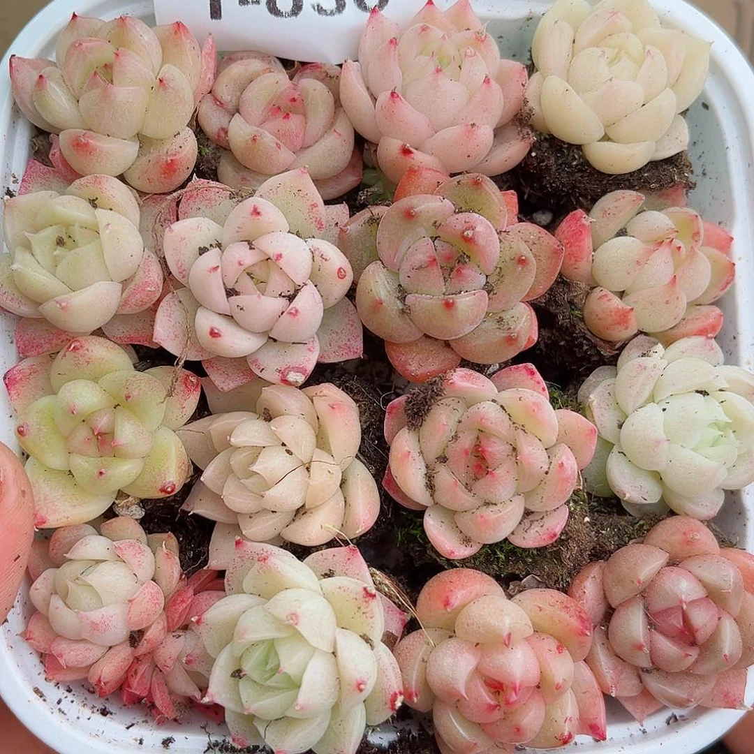 1-830 新疆西藏内蒙不发12.8包邮