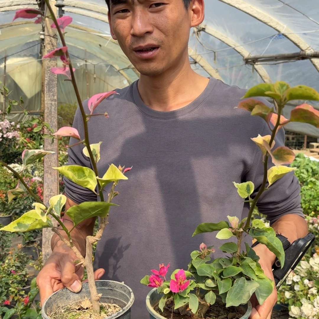 完全开放（暹罗）三角梅会落花落叶会光杆苗有大有小不带花