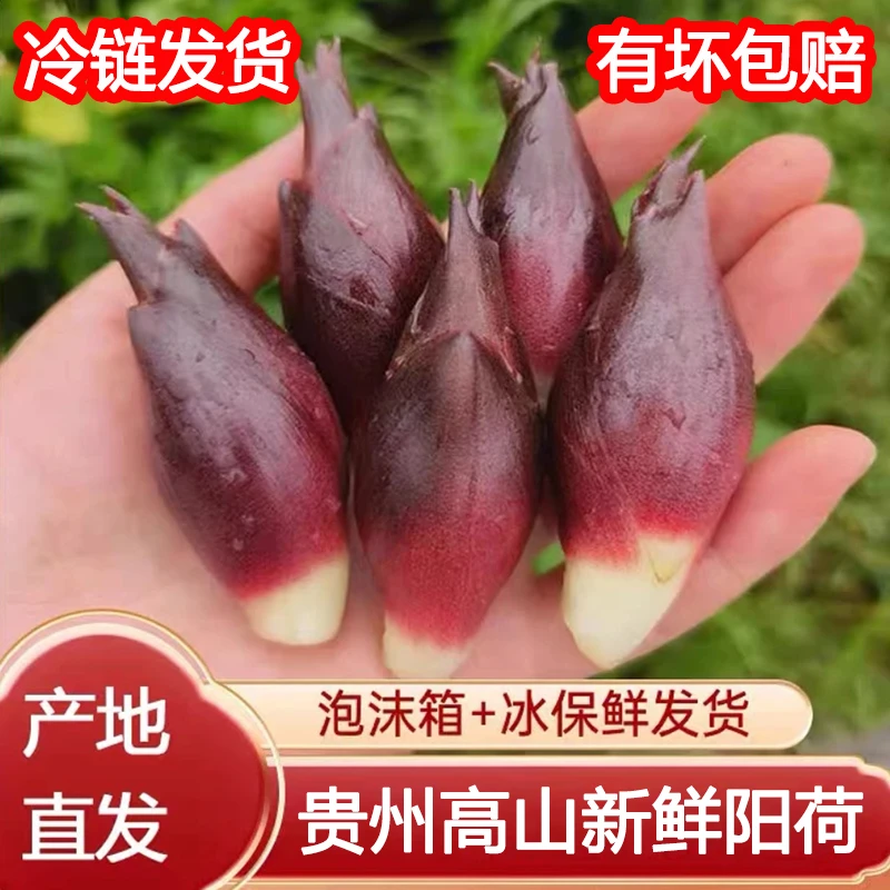 贵州高山新鲜洋荷姜精选农家鲜嫩脆嫩现摘现发阳荷可凉拌带泥蔬菜