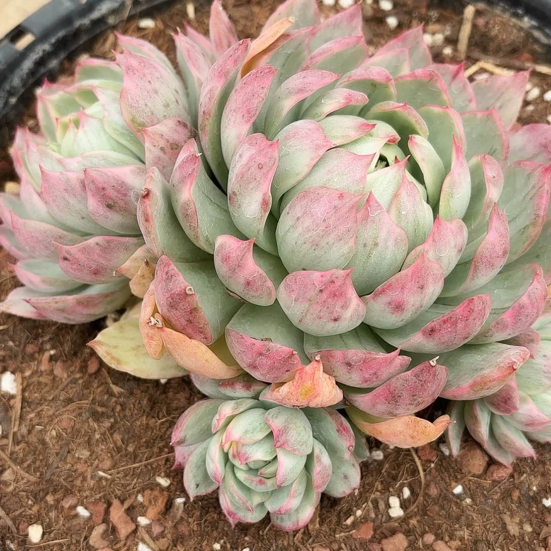 停****7女王景多肉寄养