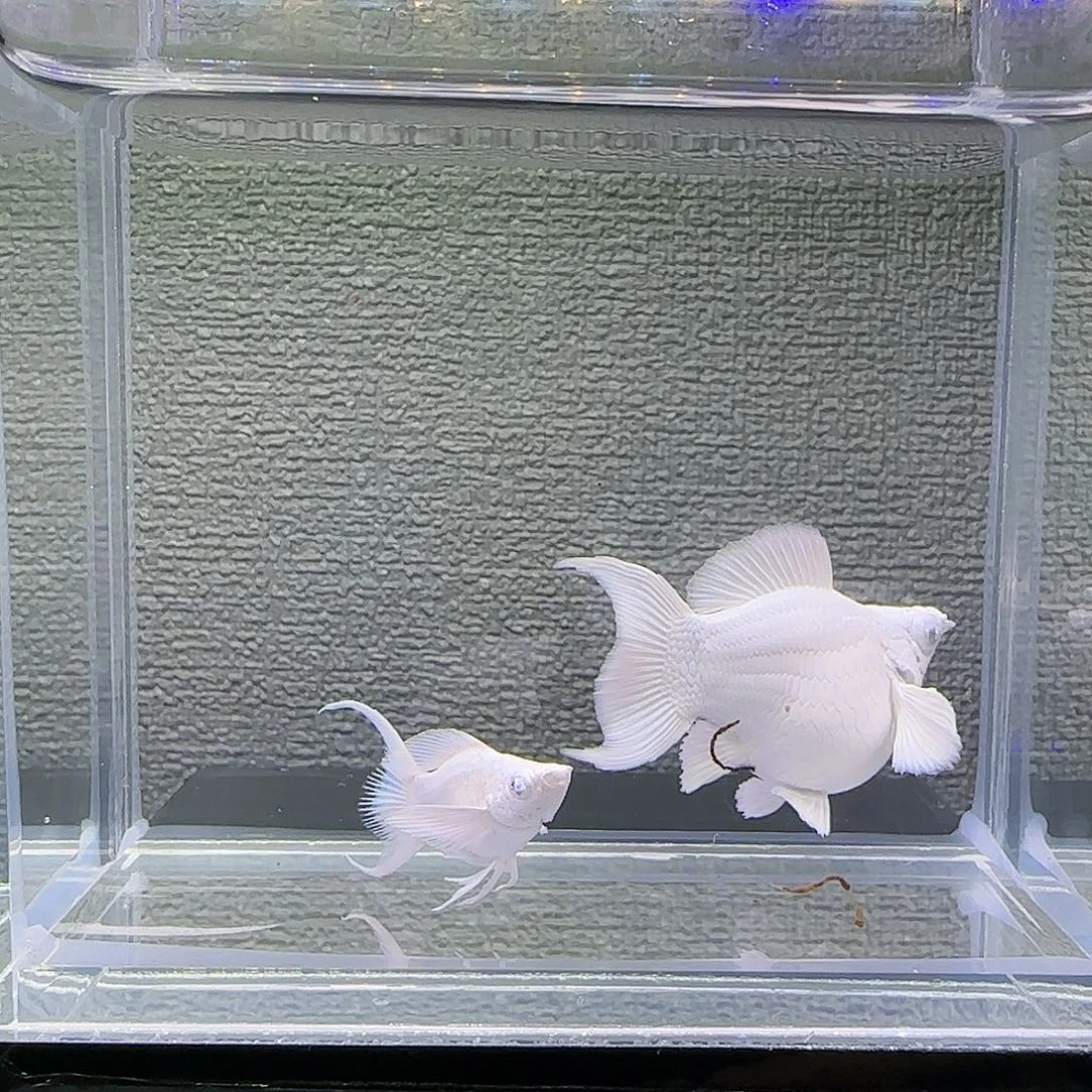 孔雀鱼瓷白大种鱼钻眼