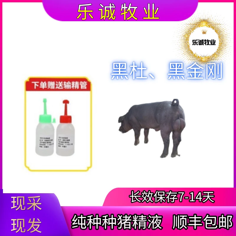 黑杜黑金刚种母猪种公猪精一件包邮包对版生态养殖发情母猪专用