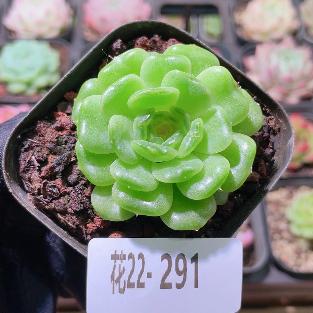 花利美22-291熔晶